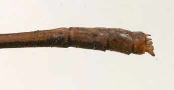Media type: image; Entomology 12264   Aspect: abdomen dorsal view